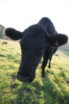Tuckets Field Cows _031