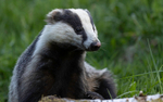 BADGERS portfolio