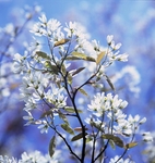 Amelanchier