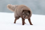 Male Arctic Fox, Hornstrandir, Iceland