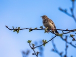 April 2023 - Woodlark