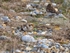 Snow Bunting
