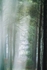 forest light rays