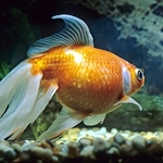 Veil tailed goldfish
