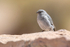 Male Plumbeous Sierra-Finch, El Tatio Geyser Field, Chile