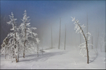 Yellowstone Trees