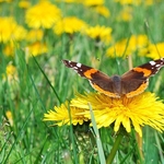 Dandelions