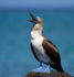 Blue-footed Booby 2