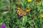 Painted Lady
