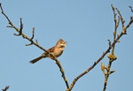 Common Whitethroat