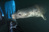 Grey Seal - Halichoerus grypus
