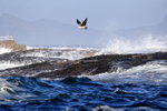 Kelp Gull hovering, Seal Island, False Bay, South Africa
