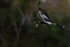 Anhinga (male) flying with twig, Venice Rookery, Florida