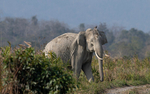 Elephants crossing