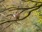 Jay
