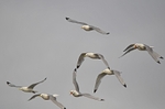 Kittiwakes