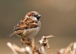 House Sparrow