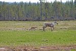 Reindeer