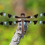 Twelve-spotted Skimmer male