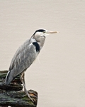 20080120-Woolston Eyes 009 Heron-475