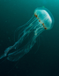 Chrysaora hysoscella