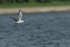 Bonaparte's Gull above Farmoor Reservoir