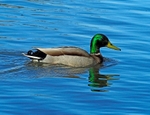 Mallard