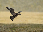 Great Skua landing at Jokulsarlon, Iceland
