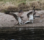 Ospreys fighting over fish.