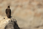 Striated Caracara perched above Albatross colony, Steeple Jason