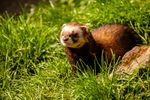 polecat Mustela putorius-8693