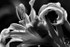 flower from the side