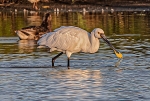 4.Spoonbill