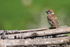 Tree Sparrow, back view, Bali