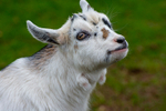 Pygmy Goat Kid - DSC_4297