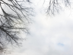 TREES WEEK #11