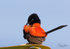 Red Wren Male 4