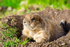Black-tailed Prairie Dog - DSC_5540