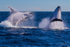Double Breach 7.0A3A3068