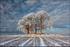 Winter Field
