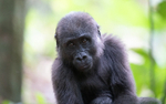 Baby gorilla three years old