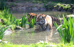 Siberian Tiger