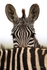 _84Y1242 Amboseli
