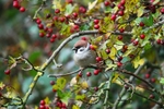 Tree Sparrow