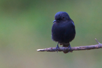 Southern Black Flycatcher perched on a branch