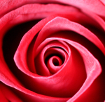 Red, Red Rose