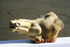 Equus 1