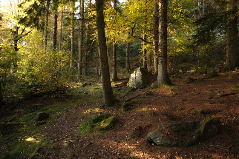 In The Autumn Light