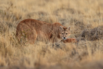Female Puma wary by carcass, Torres del Paine, Chile