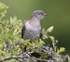Female Cuckoo